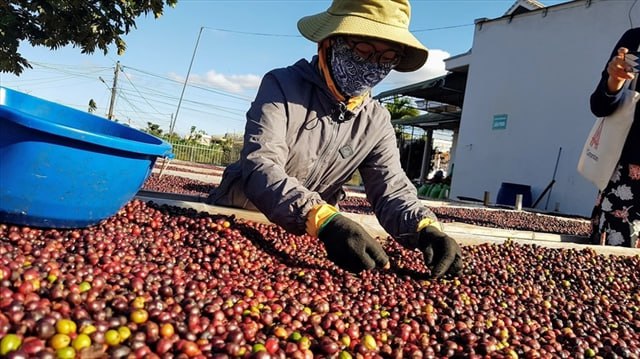 Вьетнам на $1 млрд увеличил доходы от экспорта кофе в 2022 году.jpg