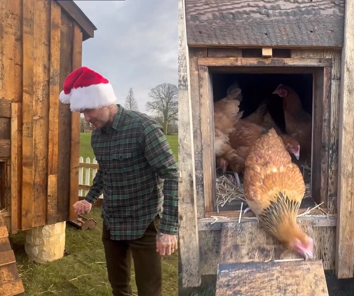 Виктория выложила в соцсетях видео, где Дэвид в красной шапке Санта-Клауса кормит новых питомцев зерном.jpeg